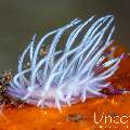 Nudibranch, photo taken in Indonesia, Bali, Tulamben, Seraya Secrets