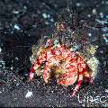 , photo taken in Indonesia, Bali, Tulamben, Seraya Secrets