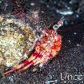, photo taken in Indonesia, Bali, Tulamben, Seraya Secrets