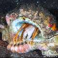 , photo taken in Indonesia, Bali, Tulamben, Seraya Secrets