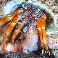 , photo taken in Indonesia, Bali, Tulamben, Seraya Secrets
