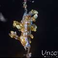 Nudibranch, photo taken in Indonesia, Bali, Tulamben, Seraya Secrets