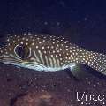 White-Spotted Puffer (Arothron hispidus), photo taken in Indonesia, Bali, Tulamben, Seraya Secrets