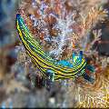 Nudibranch, photo taken in Indonesia, Bali, Tulamben, Seraya Secrets