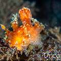 Nudibranch, photo taken in Indonesia, Bali, Tulamben, Seraya Secrets