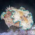 Nudibranch, photo taken in Indonesia, Bali, Tulamben, Seraya Secrets