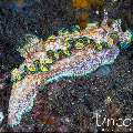 Nudibranch, photo taken in Indonesia, Bali, Tulamben, Seraya Secrets