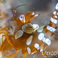 Sexy Shrimp (Thor amboinensis), photo taken in Indonesia, Bali, Tulamben, Seraya Secrets