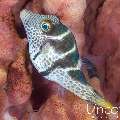 , photo taken in Indonesia, Bali, Tulamben, Seraya Secrets