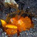, photo taken in Indonesia, Bali, Tulamben, Seraya Secrets