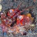 , photo taken in Indonesia, Bali, Tulamben, Seraya Secrets