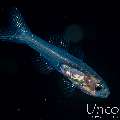 Philippine Cardinalfish (Gymnapogon philippinus), photo taken in Indonesia, Bali, Tulamben, Seraya Secrets