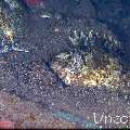 , photo taken in Indonesia, Bali, Tulamben, Seraya Secrets
