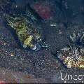 , photo taken in Indonesia, Bali, Tulamben, Seraya Secrets