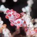 Bargibanti Pygmy Sea Horse (Hippocampus bargibanti), photo taken in Indonesia, Bali, Tulamben, Pantai Lahar