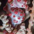 Bargibanti Pygmy Sea Horse (Hippocampus bargibanti), photo taken in Indonesia, Bali, Tulamben, Pantai Lahar