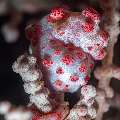 Bargibanti Pygmy Sea Horse (Hippocampus bargibanti), photo taken in Indonesia, Bali, Tulamben, Pantai Lahar