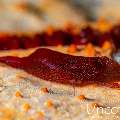 Sea star shrimp (Zenopontonia soror), photo taken in Indonesia, Bali, Tulamben, Pantai Lahar