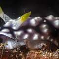 Nudibranch, photo taken in Indonesia, Bali, Tulamben, Pantai Lahar
