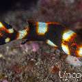 Oriental Sweetlip (Plectorhinchus vittatus), photo taken in Indonesia, Bali, Tulamben, Pantai Lahar