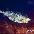 Horn-Nosed Boxfish (Ostracion rhinorhynchos), photo taken in Indonesia, Bali, Tulamben, Tapi Sapi