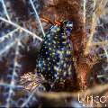 Nudibranch, photo taken in Indonesia, Bali, Tulamben, Tapi Sapi
