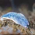 Nudibranch, photo taken in Indonesia, Bali, Tulamben, Tapi Sapi