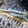 Ambon crinoid shrimp (Laomenes amboniensis), photo taken in Indonesia, Bali, Tulamben, Tapi Sapi