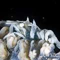 , photo taken in Indonesia, Bali, Tulamben, Tapi Sapi