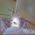 Bubble Coral Shrimp (Vir philippinensis), photo taken in Indonesia, Bali, Tulamben, Tapi Sapi