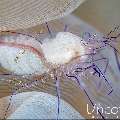 Bubble Coral Shrimp (Vir philippinensis), photo taken in Indonesia, Bali, Tulamben, Tapi Sapi
