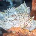 Leaf Scorpionfish (Taenianotus triacanthus), photo taken in Indonesia, Bali, Tulamben, Tapi Sapi