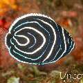 Emperor Angelfish (Pomacanthus imperator), photo taken in Indonesia, Bali, Tulamben, Tapi Sapi