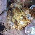Tassled Scorpionfish (Scorpaenopsis oxycephala), photo taken in Indonesia, Bali, Tulamben, Tapi Sapi
