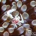 Spotted porcelain crab (Neopetrolisthes maculatus), photo taken in Indonesia, Bali, Tulamben, Tapi Sapi