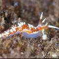 Nudibranch, photo taken in Indonesia, Bali, Tulamben, Tapi Sapi