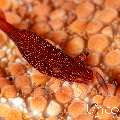 Sea star shrimp (Zenopontonia soror), photo taken in Indonesia, Bali, Tulamben, Tapi Sapi