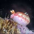Nudibranch, photo taken in Indonesia, Bali, Tulamben, Tapi Sapi