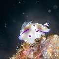 Nudibranch, photo taken in Indonesia, Bali, Tulamben, Tapi Sapi