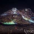 Broadclub cuttlefish (Sepia latimanus), photo taken in Indonesia, Bali, Tulamben, Batu Niti Slope