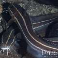 Striped Catfish (Plotosus lineatus), photo taken in Indonesia, Bali, Tulamben, Batu Niti Slope