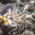 Tiger Shrimp (Phyllognathia ceratophthalma), photo taken in Indonesia, Bali, Tulamben, Batu Niti Slope
