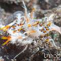 Tiger Shrimp (Phyllognathia ceratophthalma), photo taken in Indonesia, Bali, Tulamben, Batu Niti Slope