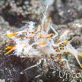 Tiger Shrimp (Phyllognathia ceratophthalma), photo taken in Indonesia, Bali, Tulamben, Batu Niti Slope