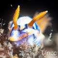 Tiger Shrimp (Phyllognathia ceratophthalma), photo taken in Indonesia, Bali, Tulamben, Batu Niti Slope