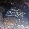 Honeycomb Moray (Gymnothorax favagineus), photo taken in Indonesia, Bali, Tulamben, Batu Niti Slope