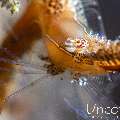 Donald Duck shrimp (Leander plumosus), photo taken in Indonesia, Bali, Tulamben, Batu Niti Slope