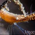 Donald Duck shrimp (Leander plumosus), photo taken in Indonesia, Bali, Tulamben, Batu Niti Slope