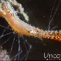 Donald Duck shrimp (Leander plumosus), photo taken in Indonesia, Bali, Tulamben, Batu Niti Slope
