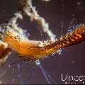 Donald Duck shrimp (Leander plumosus), photo taken in Indonesia, Bali, Tulamben, Batu Niti Slope
